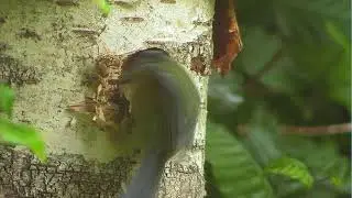 Active Blue Tit Nest Cam  &ndash; Inside & Outside Bird Box Views (Gloucestershire)
