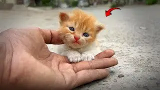 A Small Kitten Waited Alone In The Road While Its Strong Mother Looked For Help