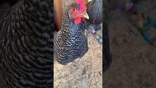Huevos de mis gallinas👩🏻&zwj;🌾 #huevosderancho #janethhm #chicken #gallinas #ranchito #fyp