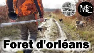 CHASSE EN BATTUE en foret d'Orl&eacute;ans ! HD