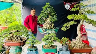Bonsai 3 CHỊ EM 19/6 NHIỀU C&Acirc;Y ĐẸP | Mai Chiếu Thủy, Nguyệt Quế, Mai V&agrave;ng, T&ugrave;ng KC Ruby
