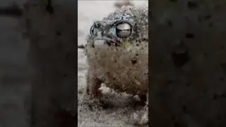 A tiny angry squeaking Frog 🐸 #shorts #frog