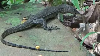 Young Monitor Lizard caught a frog