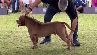 2° EVENTO COSTA VERDE BULL - PISTA DE AMERICAN BULLY XL MELHOR DA RAÇA E PIT MONSTER PARTE 2