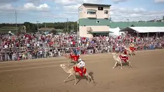 Camel Race 2019