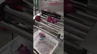 Onion peeling machine #foodmachine #foodprocessingequipment