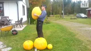 kurpitsa