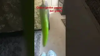 Green pepper&hellip;