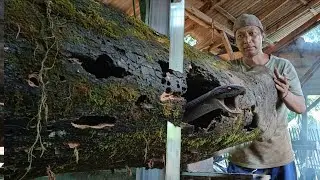 Attempting a massive attack || Common youth sawing hell stump in the sawmill