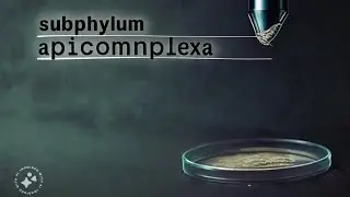 Subphylum Apicomplexa (Life cycle)