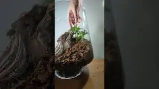 How I Made an Orchid Terrarium #terrarium #plant #diy