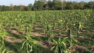 Sitio Sawada - visitando plantio de pitaya - DRAGON FRUIT FARM IN BRAZIL