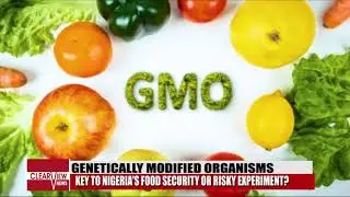 GMOs: KEY TO NIGERIA'S FOOD SECURITY OR RISKY EXPERIMENT?