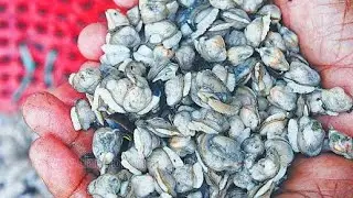 Clam Meat Processing / kakka irachi