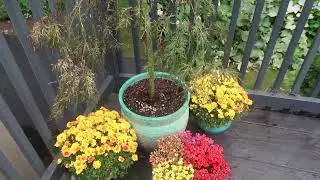 Fall Planting| Potting my Japanese Maple Tree & Dividing Basil Herbs | Catherine's Garden