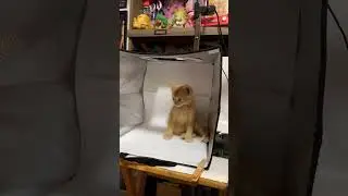 Orange Foster Kitten Ready For His Photo Shoot