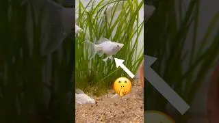 Breeding molly fish
