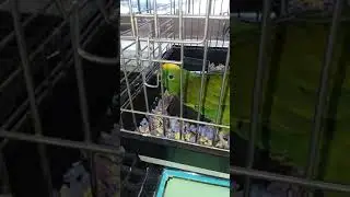 old pet store birb