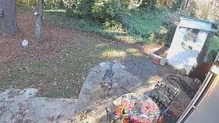 Atlanta Woman shares video, claims dogs attacked two people
