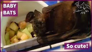 Three baby bats learning to eat fruit