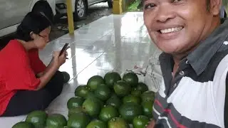 Amazing  ‼️ Propagations tree Beginer