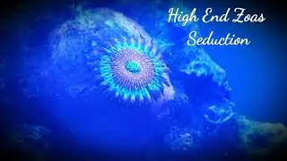 HIGH END ZOANTHIDS