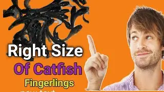 the Right Feed Size for your Catfish seeds/ Addota farm
