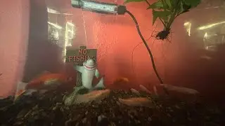 I got some minnows ￼ for my butcher fish ￼