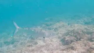 UNREAL BONEFISHING WHILE SNORKELING WITH A HUGE SCHOOL OF BONEFISH! CRAZY!