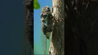 Cicada making loud Noise  Wincent   scagi #nature #wildlife #insects