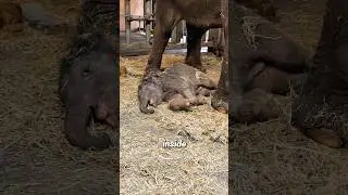 How adorable is a newborn elephant?#babyelephant #cute #babyanimal #funny #elephant #fyp #adorable