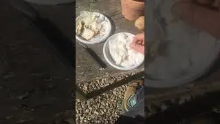 Monocotiledoni dicotiledoni riproduzione vegetativa