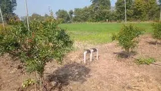 2 #चैलेंज का दूसरा दिन# आज अनार के बगीचे में टाइम पास किया#promegrante plant my daliy vlogs viral tr