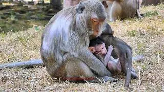 The Best Scene! Sweetie Blacki Mom Family Monkey Accepted adorable babies |  Natural Life of Animals
