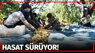 20 Bin Mevsimlik İşçi ile Kayısı Hasadı Başladı!