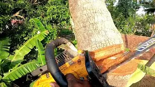 Amazing Fastest  Simple way coconut tree cutting  / raja woodcutting