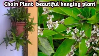 How to grow chain plant/how to care chain plants||Green Garden Gujarat||