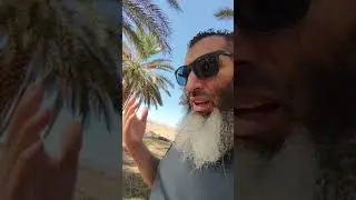 datte de Biskra et Tolga récolte 2021