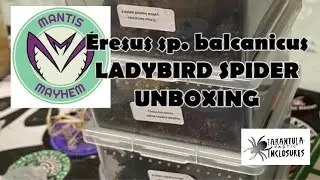 Eresus Balcanicus ladybird spider unboxing