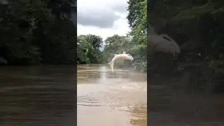 #fish jumping out of water #short#shorts#youtubeshorts#shortsfeed#shortsvideo#discover#motivation