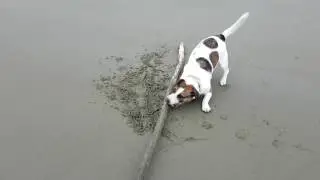 Cute dog Stanley the Jack Russell Staffy cross