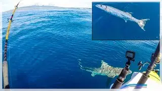 Shark drive by, NO interest in my fish