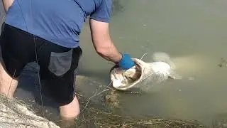 Mequinenza Ebro Catfish monsters - Team Work Pesca de Siluro rio Ebro