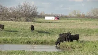 AgweekTV: Cattle Fraud