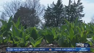Research says being around plants benefits daily life