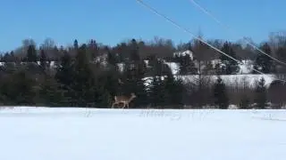 Deer visiting in Middle Musquodoboit, NS