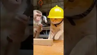 Cat 🐱& monkey Carpenter 😆 #funny #carpenter #cat #monkey #shortsfeed #explorepage #funniestvideo