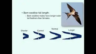 Video 16  Sexual Selection III