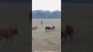 BD bull wrestling