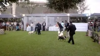 Inca's Dog Show (Kennel Club Peruano) Standard Bull Terrier 2013
